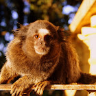 The black-tufted marmoset, or popularly known as Mico Estrela (Callithrix penicillata)
