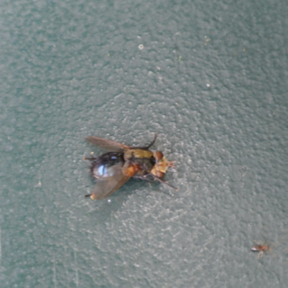 Spotting Image 1