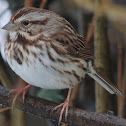 Song Sparrow