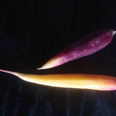 Crazy Parsnip Carrot Puree with Frico