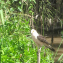 Yellow-headed Caracara