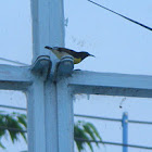 purple rumped sunbird