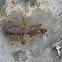 Damsel bug (brachypterous female)