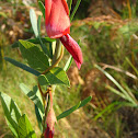 Dusky Coral Pea
