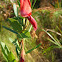Dusky Coral Pea