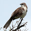 Northern Pied Babbler