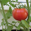 Better Boy Tomato