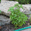 Thai Basil