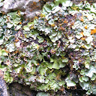Liverwort
