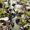 Black Witches' Butter