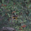 Black-hooded Oriole