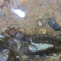 Male Dobsonfly Larvae