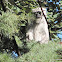 Hanuman Languar/Himalayan gray langur