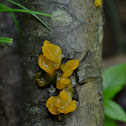 Orange Jelly