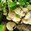 Fungi