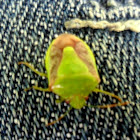 Green stink bug