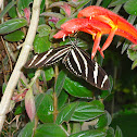 Zebra Longwing Butterfly