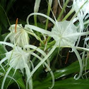 spider lily
