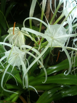 Spotting Image 1