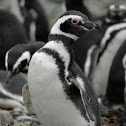 Magellanic Penguin