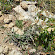 Edelweiss