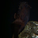 Oyster Toadfish