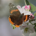 Red Admiral butterfly