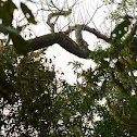 Bengal Monitor
