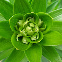 Easter Lily buds