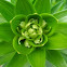 Easter Lily buds