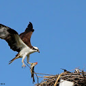 osprey