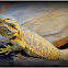 Central Bearded Dragon