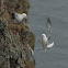 Fulmar