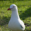 Seagull near the Sydney Opera House