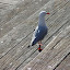 Seagull at Darling Harbour
