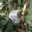 A sleeping koala