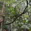 More thick vines