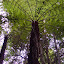 More valley flora, the rough tree fern... looks like an umbrella =)