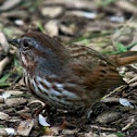 Song Sparrow