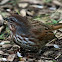 Song Sparrow