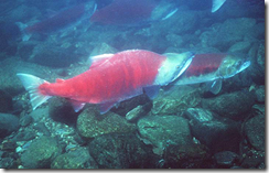 Salmon Seeson in Redmond