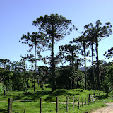 Araucárias
