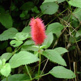 Flores do campo