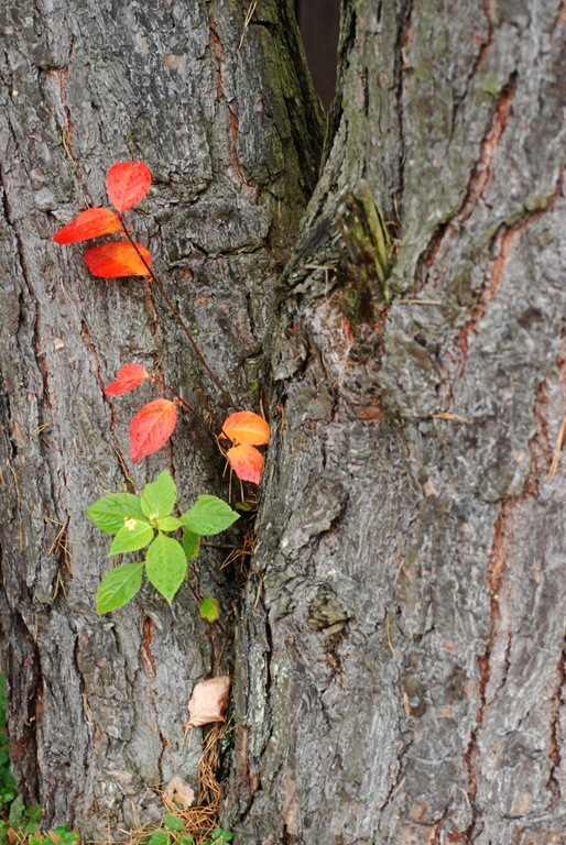 [mannilapsed[4].jpg]