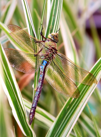 [dragonfly 2[4].jpg]