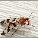 Scorpion Fly