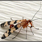 Scorpion Fly