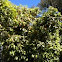 Naranjo. Orange tree