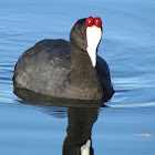 Red-knobbed Coot