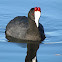 Red-knobbed Coot
